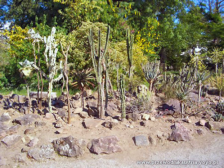 Ogród Botaniczny Wiedeń Kaktus
