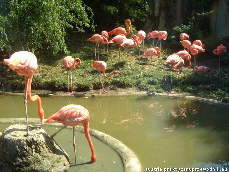 Wiedeń Zoo Tiergarten
