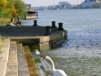 Rzeka Dunaj w Wiedniu
